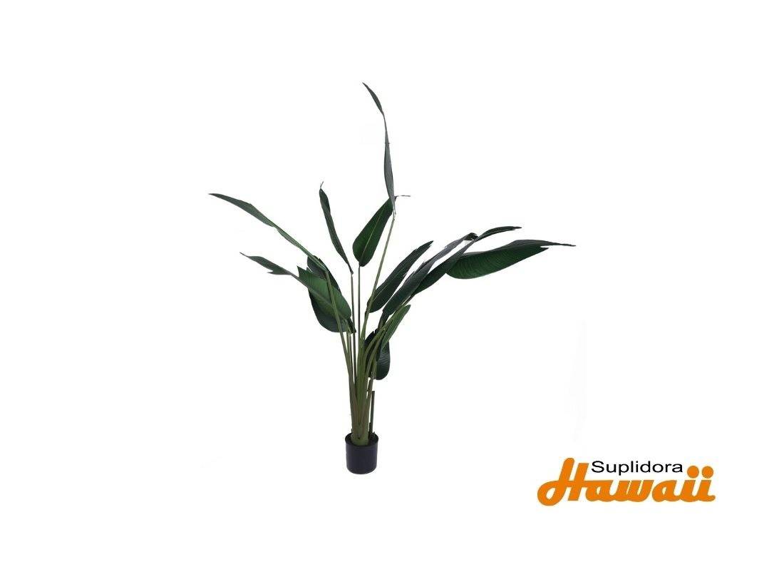 PLANTA CPOTE 592-460013 210X120X210CM
